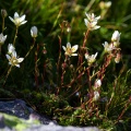 Saxifraga bryoides L.