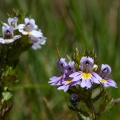 Euphrasia alpina Lam.