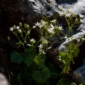 Saxifraga rotundifolia L.