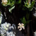 Silene cordifolia All.