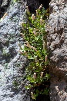 Silene cordifolia All.