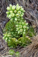 Sempervivum globiferum subsp. allionii (Jord. & Fourr.) 't Hart 