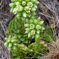 Sempervivum globiferum subsp. allionii (Jord. & Fourr.) 't Hart 