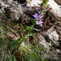 Campanula spicata L.