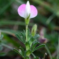 ononis-diffusa-france.jpg