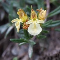 Teucrium montanum L.