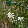 Hedysarum boutignyanum (A.Camus) Alleiz.