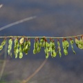 Hedysarum boutignyanum (A.Camus) Alleiz.
