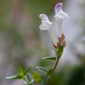 scutellaria-alpina-france.jpg