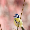 cyanistes-caeruleus-switzerland-2.jpg