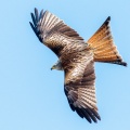 milvus-milvus-switzerland.jpg