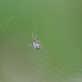 larinoides-cornutus-switzerland.jpg