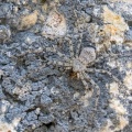 philodromus-sp-indet-switzerland.jpg