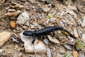 Salamandra atra (Salamandre noire)