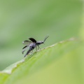 elateridae-sp-indet-switzerland.jpg