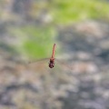 sympetrum-sp-indet-switzerland-2.jpg