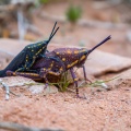 Poekilocerus bufonius Klug