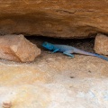 pseudotrapelus-aqabensis-jordan.jpg