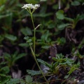pimpinella-saxifraga-switzerland.jpg