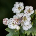 crataegus-monogyna-switzerland.jpg