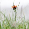 tephroseris-integrifolia-subsp-capitata-switzerland.jpg