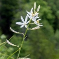 anthericum-liliago-switzerland.jpg