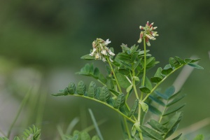 Astragalus frigidus (L.) A.Gray
