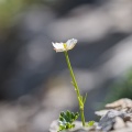 ranunculus-alpestris-switzerland.jpg