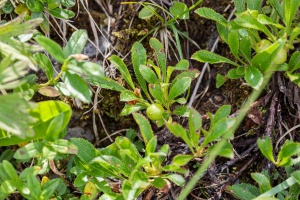 Arctostaphylos alpina (L.) Sprengel