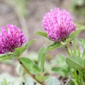 trifolium-medium-switzerland.jpg