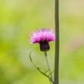 cirsium-rivulare-switzerland.jpg