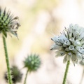 dipsacus-pilosus-switzerland.jpg