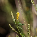 melilotus-officinalis-switzerland.jpg