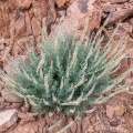 Reseda stenostachya Boiss.