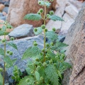 Urtica pilulifera L.