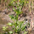 ranunculus-sceleratus-switzerland.jpg