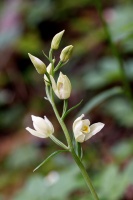 Cephalanthera damasonium (Mill.) Druce