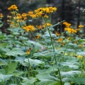 telekia-speciosa-switzerland.jpg