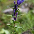 gentiana-asclepiadea-switzerland.jpg