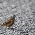  Emberiza cia (Bruant fou)