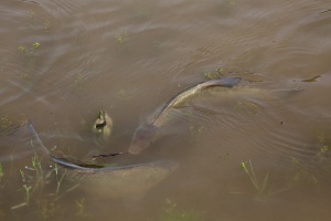 Squalius cephalus (Chevesne)