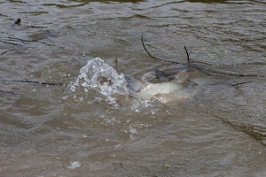 Squalius cephalus (Chevesne)