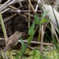Acrocephalus scirpaceus (Rousserolle effarvatte)