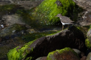 Actitis macularius (Chevalier grivelé)
