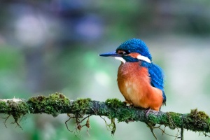 Alcedo atthis (Martin-pêcheur d'Europe)