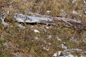 Alectoris graeca (Perdrix bartavelle)