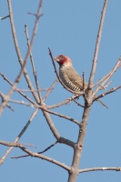 Amadina erythrocephala (Amadine à tête rouge)