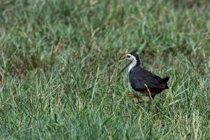 Amaurornis phoenicurus