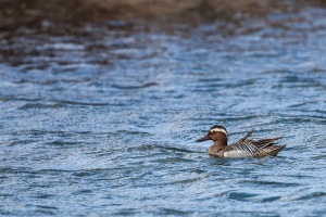 Anas querquedula (Sarcelle d'été)