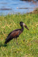 Anastomus lamelligerus (Bec-ouvert africain)